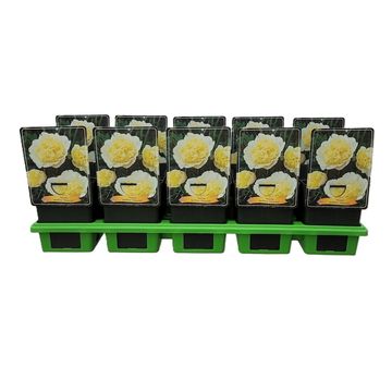 Paeonia 'Primevère'