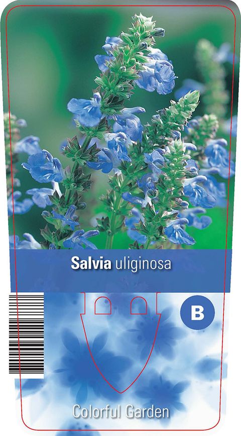 Salvia uliginosa