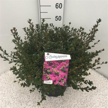 Rhododendron 'Amoenum' (AJ)