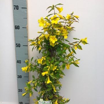 Gelsemium sempervirens