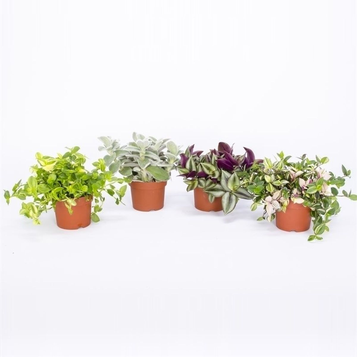 Tradescantia MIX — Pflanzengroßhandel FlorAccess