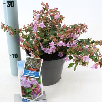 Abelia PINK PONG