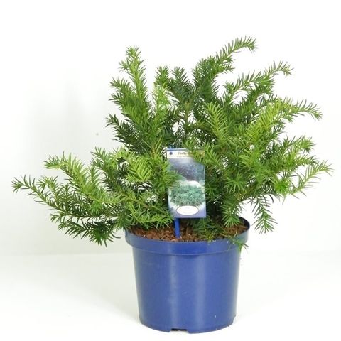 Taxus baccata 'Repandens'