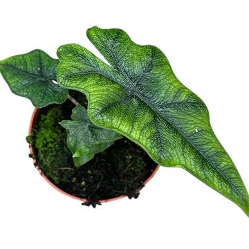 Alocasia 'Jacklyn'