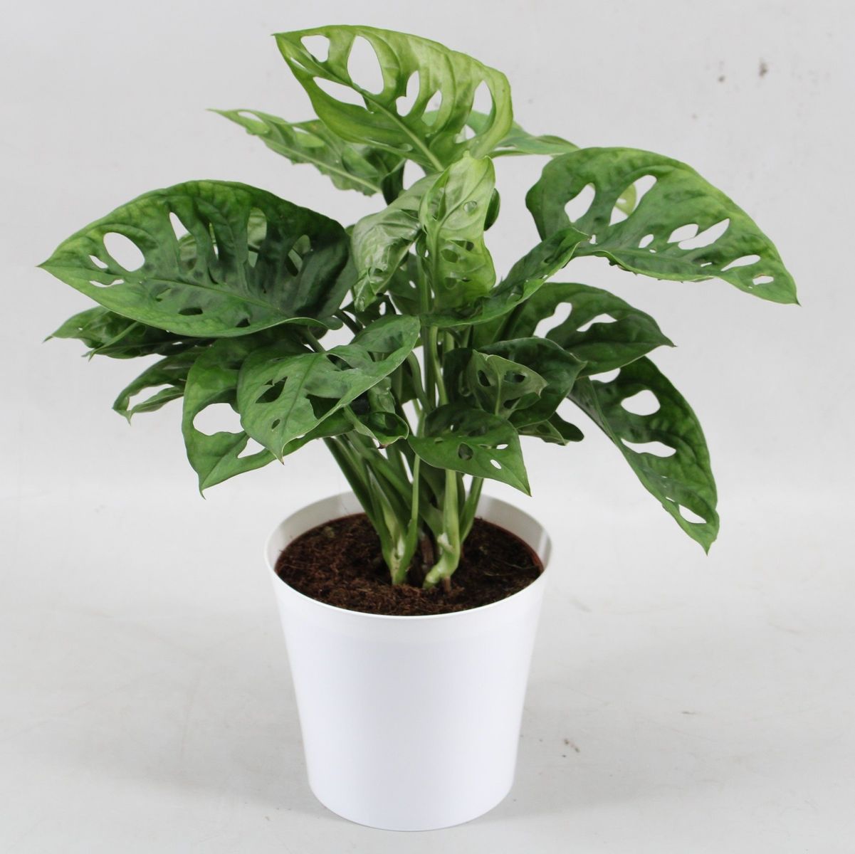 Monstera obliqua 'Monkey Leaf' — Plant Wholesale FlorAccess