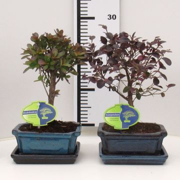 Bonsai MIX