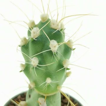 Tephrocactus alboareolatus