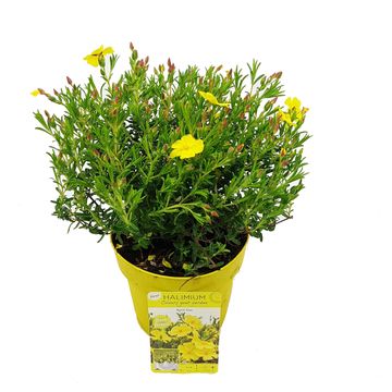 Halimium 'April Sun'