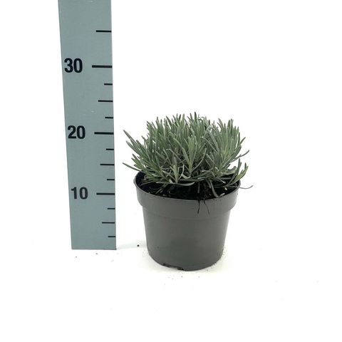 Lavandula x intermedia 'Grosso'