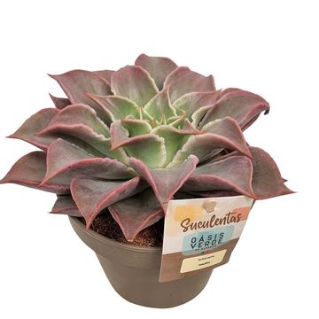 Echeveria 'Madiba'
