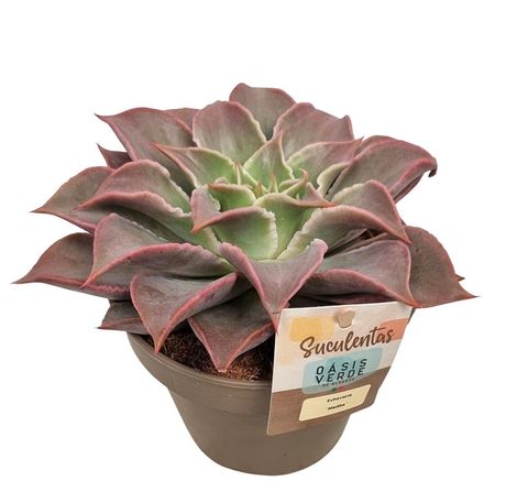 Echeveria 'Madiba'