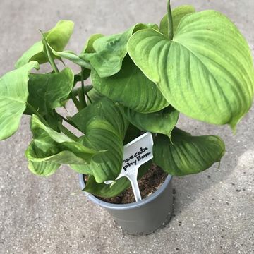 Philodendron fibraecataphyllum