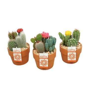 Aranżacja Cactus