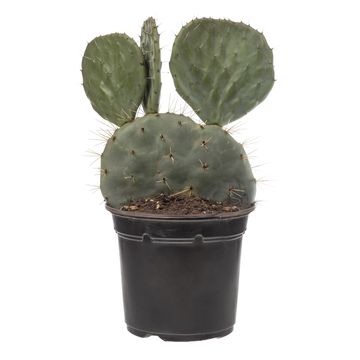 Opuntia robusta