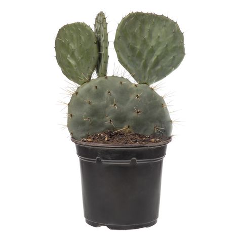 Opuntia robusta