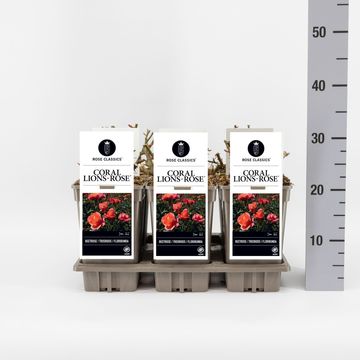 Rosa CORAL LIONS-ROSE