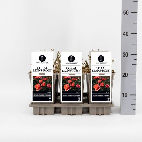 Rosa CORAL LIONS-ROSE