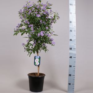 Solanum rantonnetii MIX (Seuren Rozenkwekerijen BV, Gebr.)