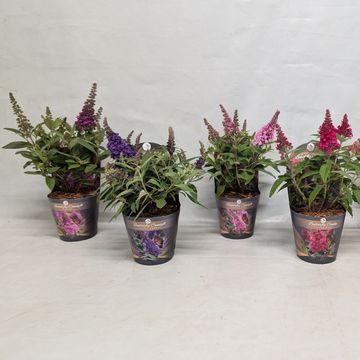 Buddleja davidii LITTLE ROCKSTARS MIX