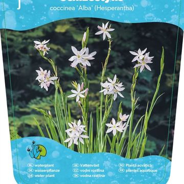 Schizostylis coccinea 'Alba'