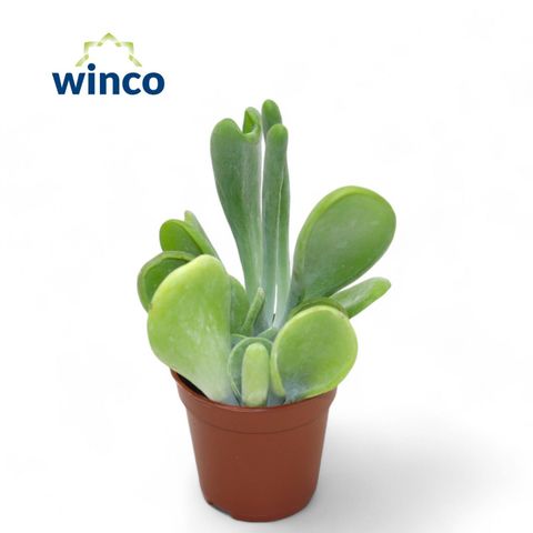 Kalanchoe luciae 'Oricula'