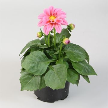 Dahlia DAHLIETTA MIX