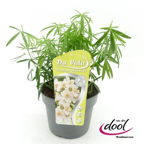 Choisya 'Aztec Pearl'