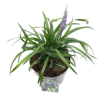 Liriope muscari 'Royal Purple'