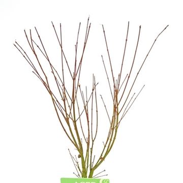Acer palmatum 'Butterfly'