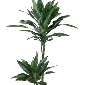 Dracaena fragrans 'Janet Lind Gold'