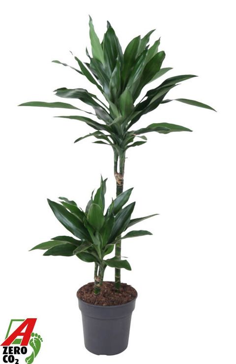 Dracaena fragrans 'Janet Lind Gold'