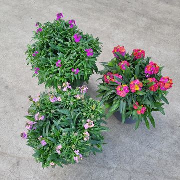 Erysimum MIX