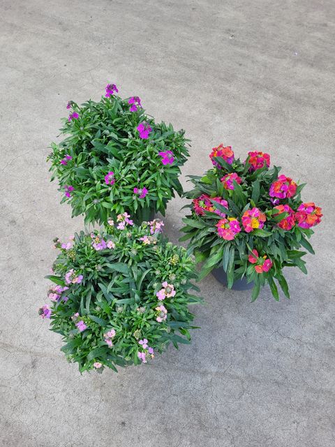 Erysimum MIX