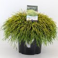 Chamaecyparis pisifera 'Sungold'