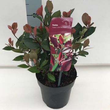 Photinia x fraseri 'Little Red Robin'