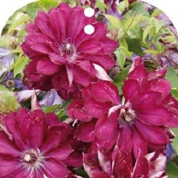 Clematis RED PASSION (EL)