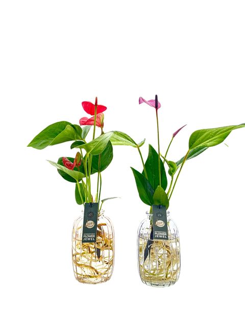 Anthurium MIX
