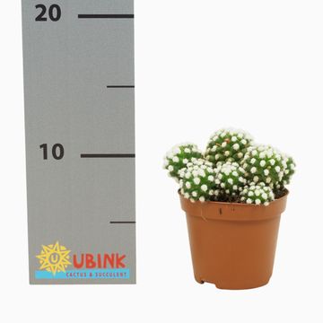Mammillaria gracilis 'Albata'