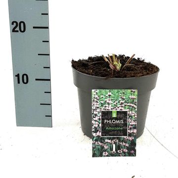 Phlomis tuberosa 'Amazone'