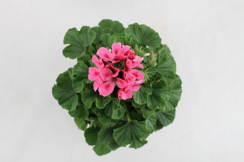 Pelargonium 'Regalia Pink'