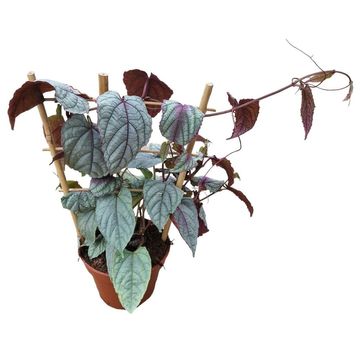 Cissus discolor FLORAMAGIC VIOLET VINE