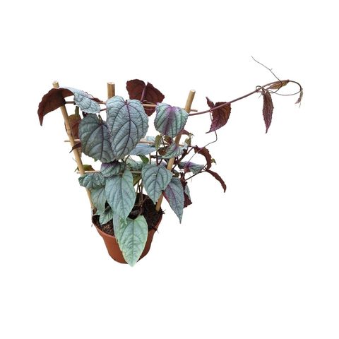 Cissus discolor FLORAMAGIC VIOLET VINE