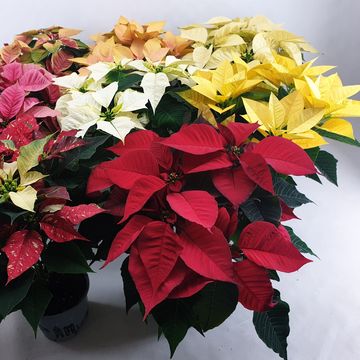 Euphorbia pulcherrima MIX