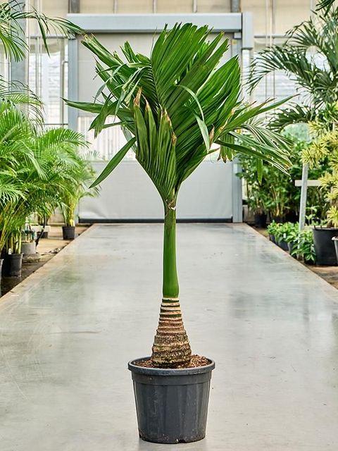 Areca catechu