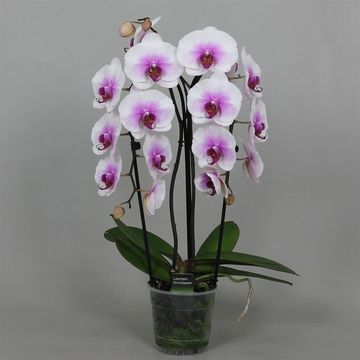 Phalaenopsis MOUNTION