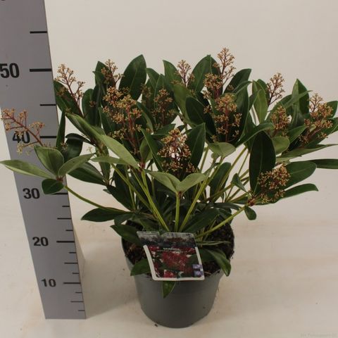 Skimmia japonica 'Rubella'