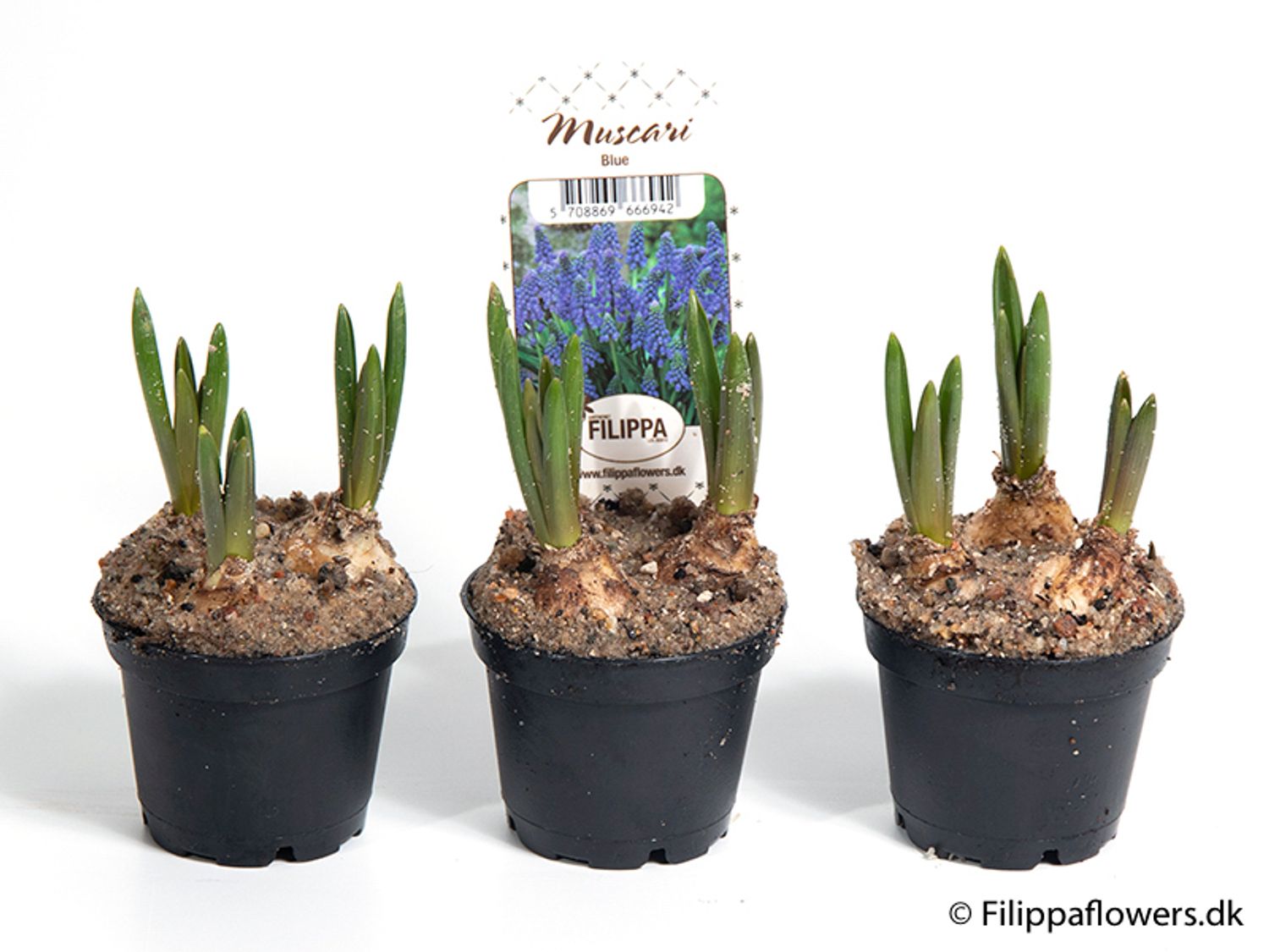 Muscari 'blue Magic' — Plant Wholesale Floraccess