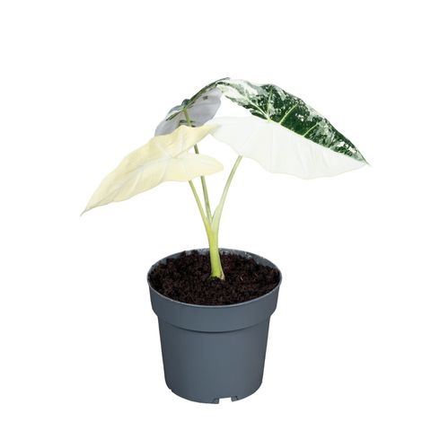 Alocasia micholitziana 'Frydek Variegata'