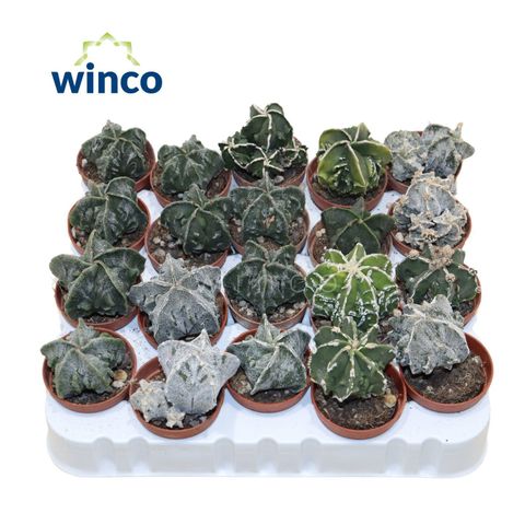 Astrophytum myriostigma monstruosa
