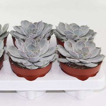 Echeveria runyonii